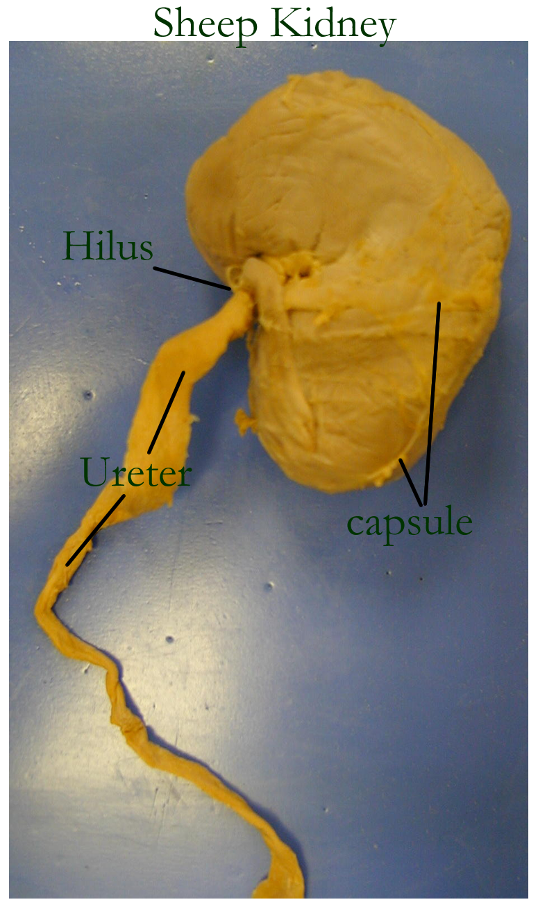 Biology 2404 pig diagram quiz 